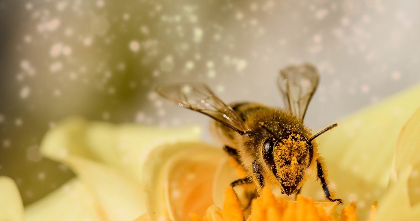 pollensaison biene pollenflug